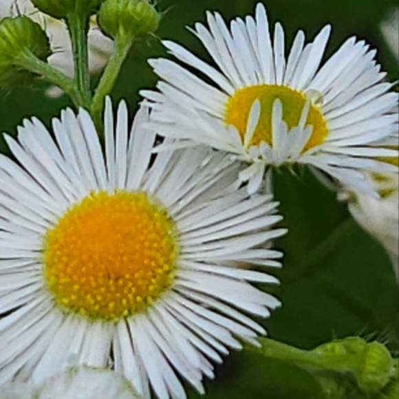 Meet your Posher, Amber - Picture 1 of 1